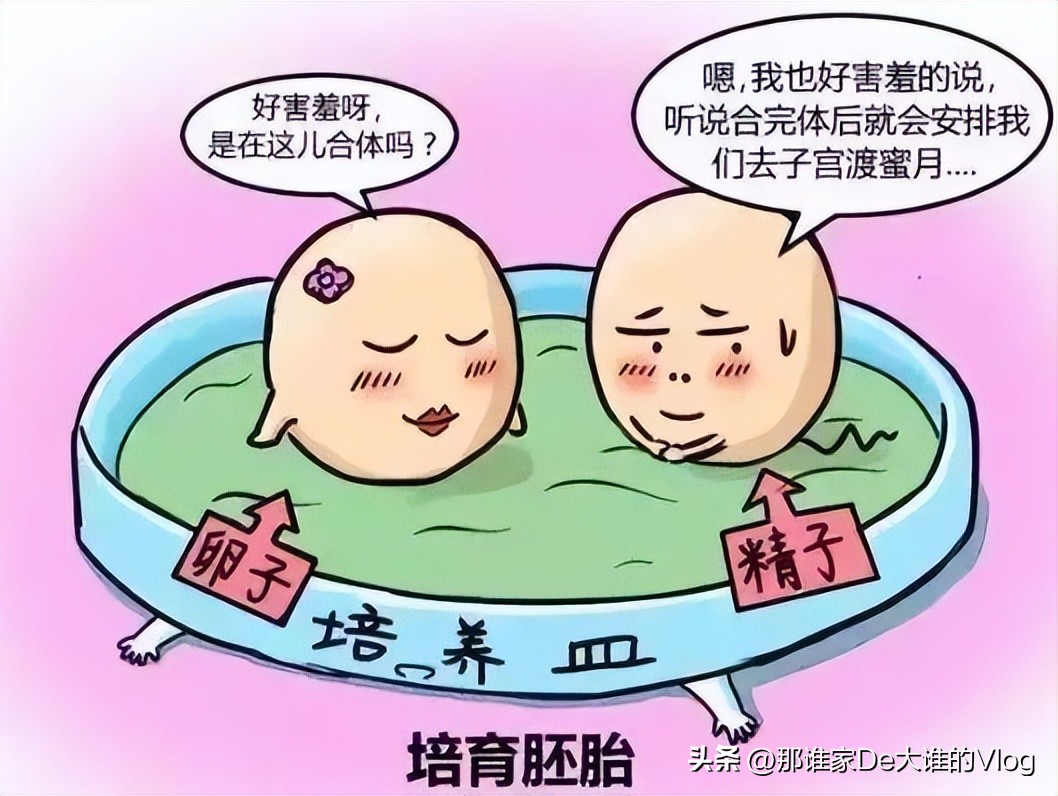 精子和卵子生成的全过程,取出的卵子和精子体外培育过程