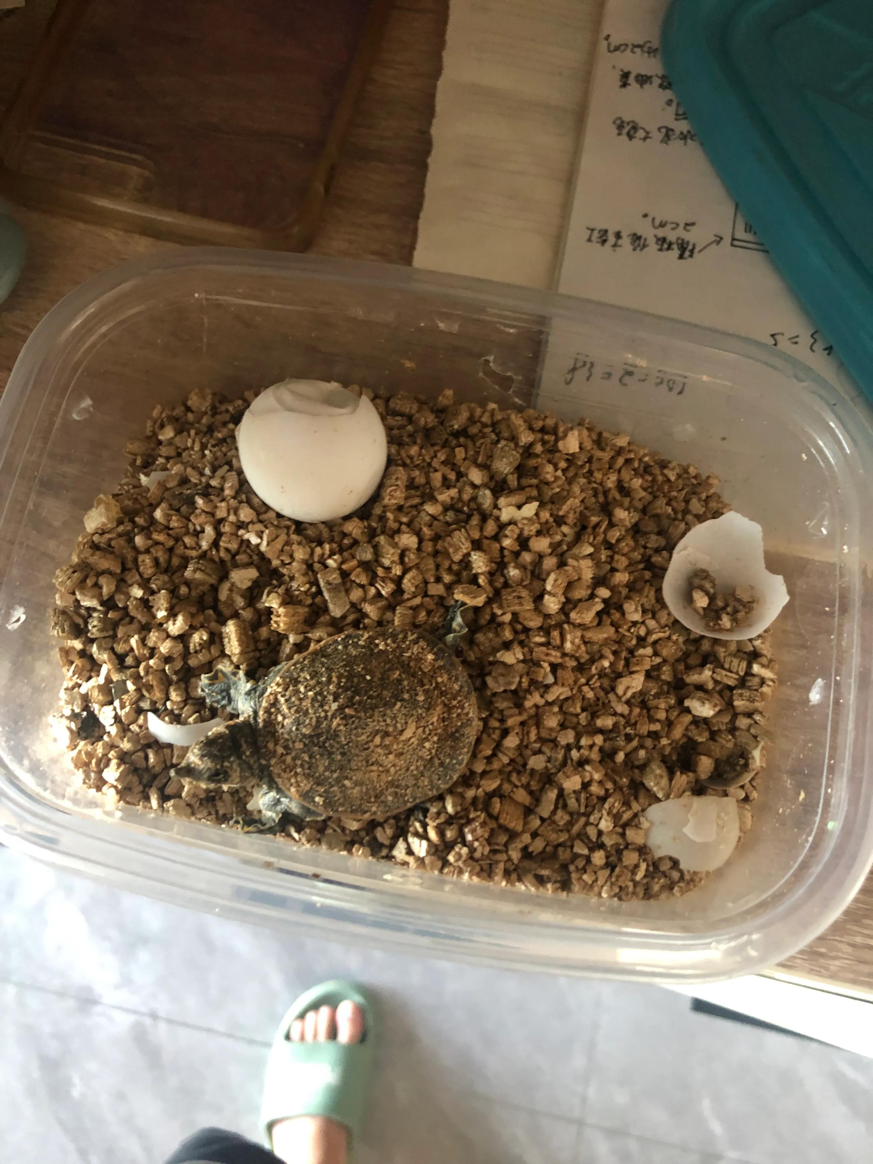 养龟上瘾,养龟人有什么特征