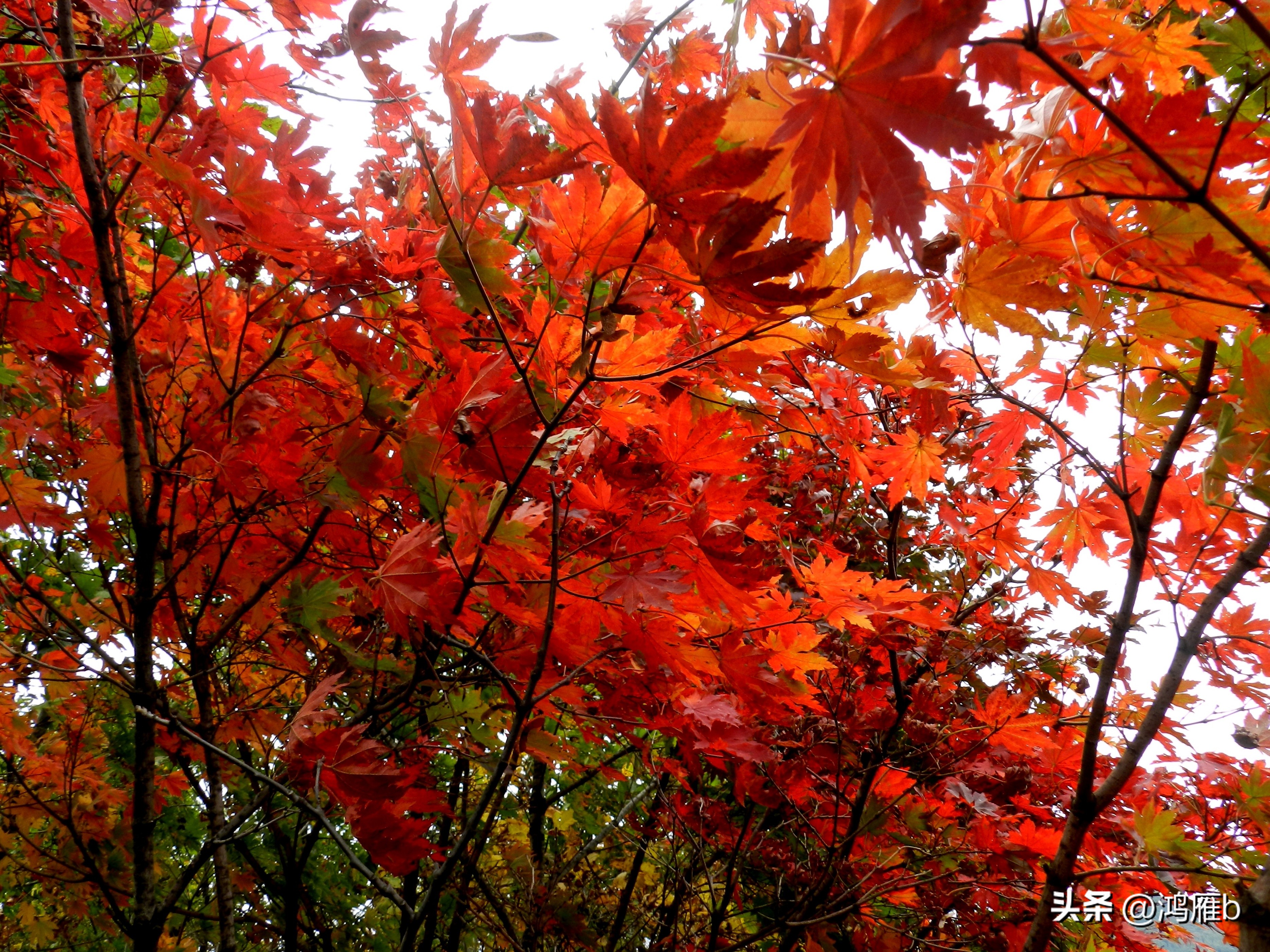 本溪温泉汤沟门票价格,本溪花溪沐枫雪温泉小镇