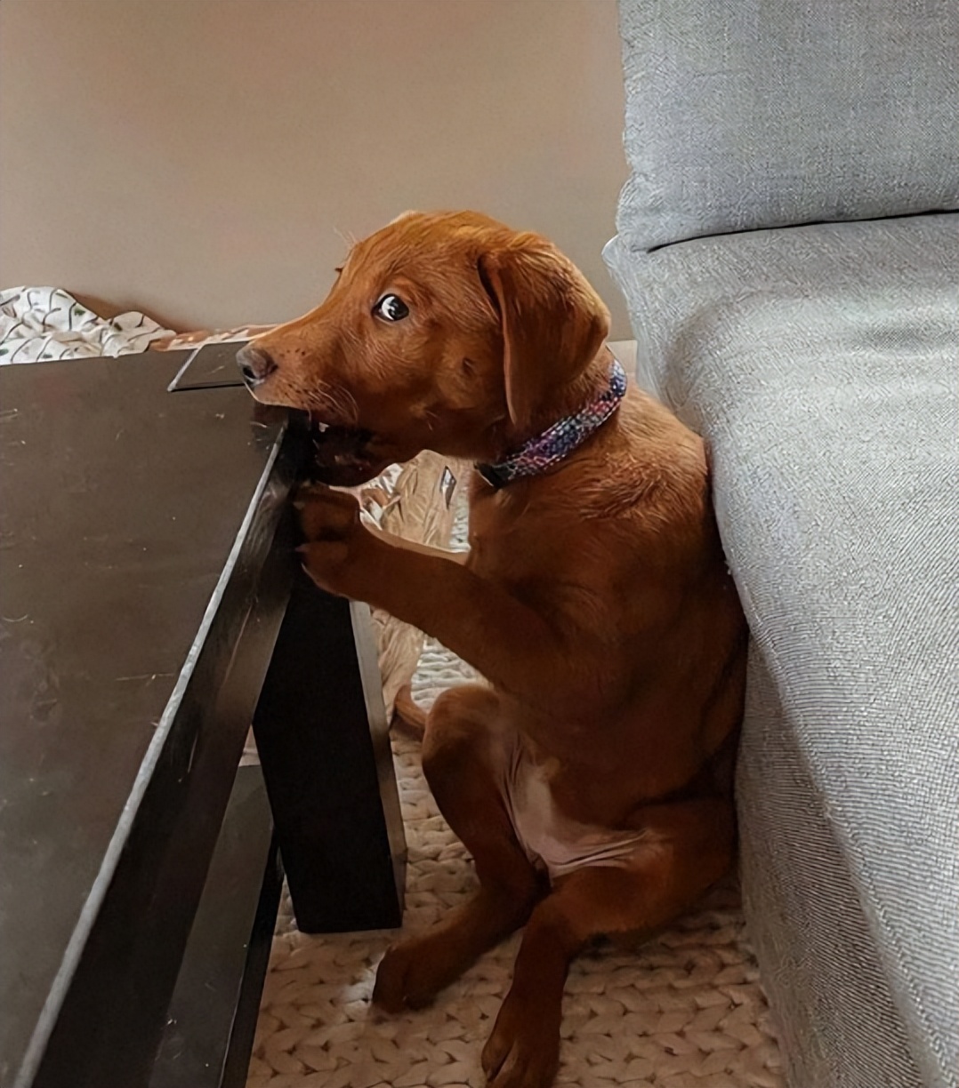 揭秘狗狗10个小秘密，养狗人应该能全知道吧？