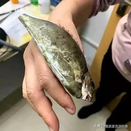 蚝排筏钓鲷鱼怎样打窝,蚝排钓泥猛用什么