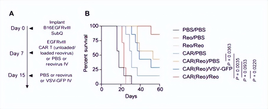免疫细胞实体瘤成功案例,全球免疫细胞治疗实体瘤发展现状