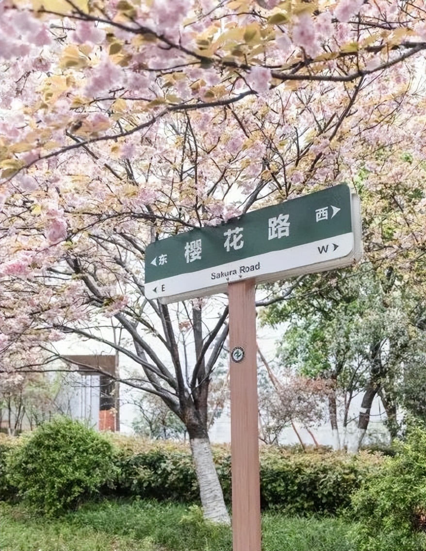 樱花季日本小众赏樱,樱花季全球赏樱胜地盘点