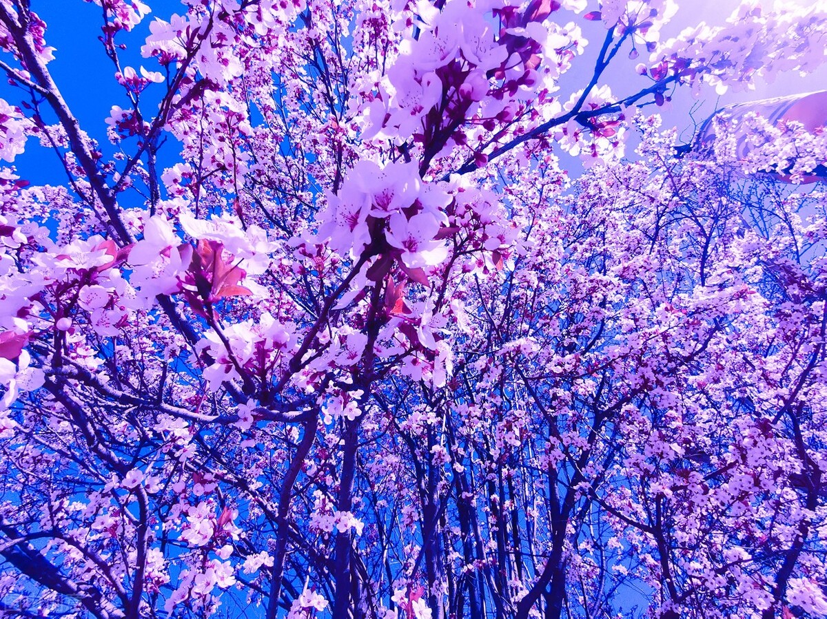 愿琴瑟在御岁月静好什么意思,愿琴瑟在御岁月静好