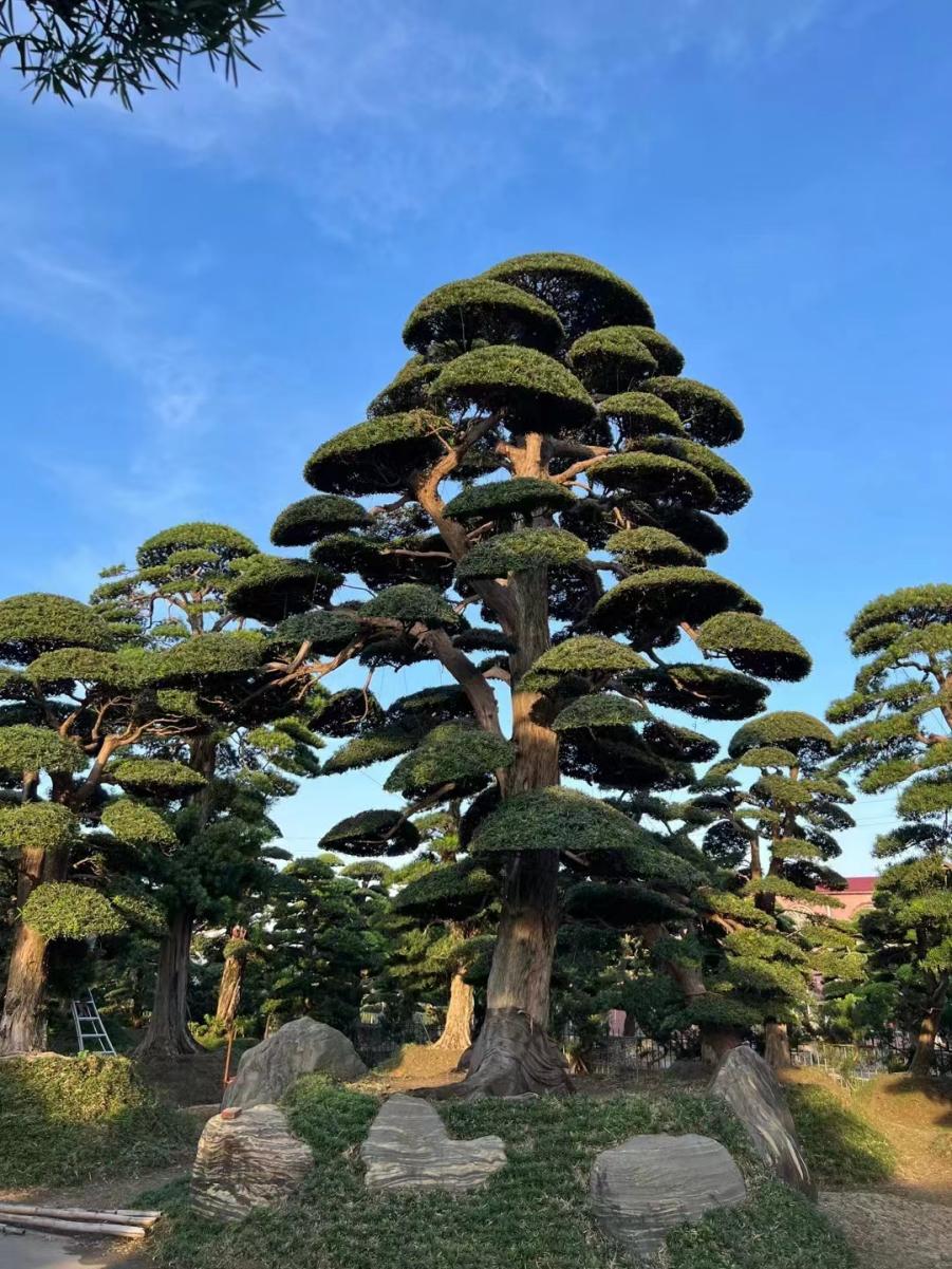 2022年苗市缓缓落幕，谁家欢喜谁家愁？