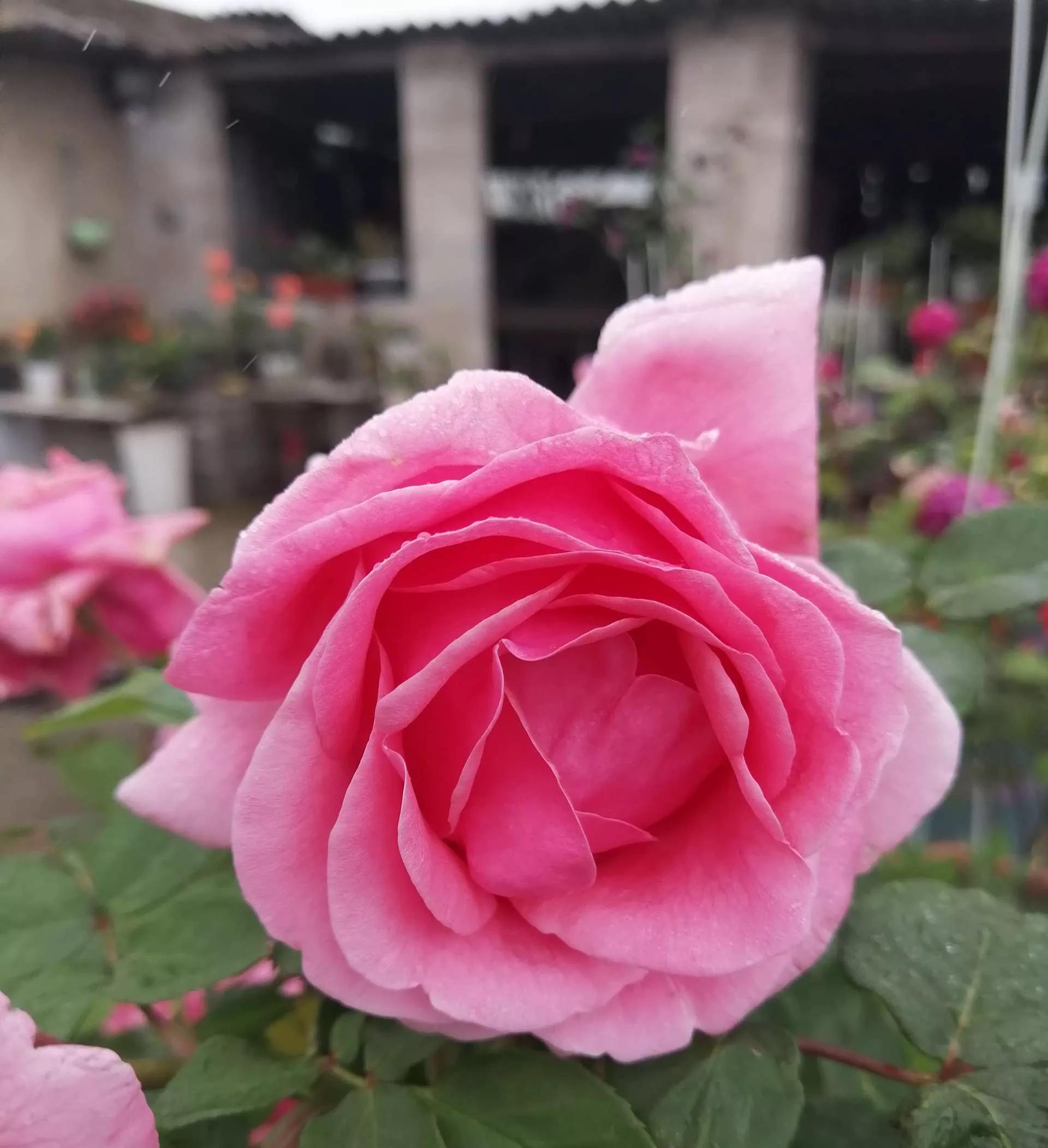 月季品种醉花,月季品种大全及图片欣赏