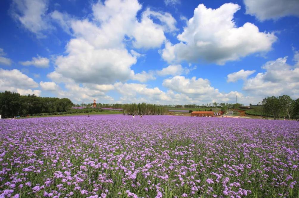 哈尔滨玩的地方推荐道里,梦幻漠河哈尔滨深度游