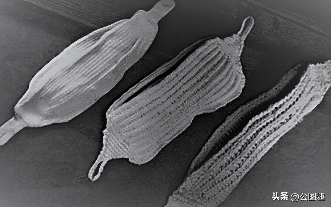 中国第二次世界大战发明了什么,第一次世界大战是哪个国家发明的