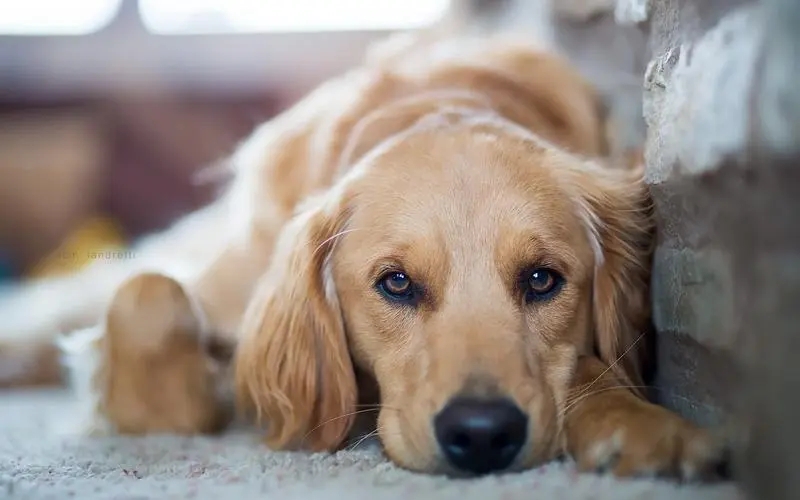 狗狗长肿瘤会有什么表现,如果狗狗有肿瘤会有什么样的现状