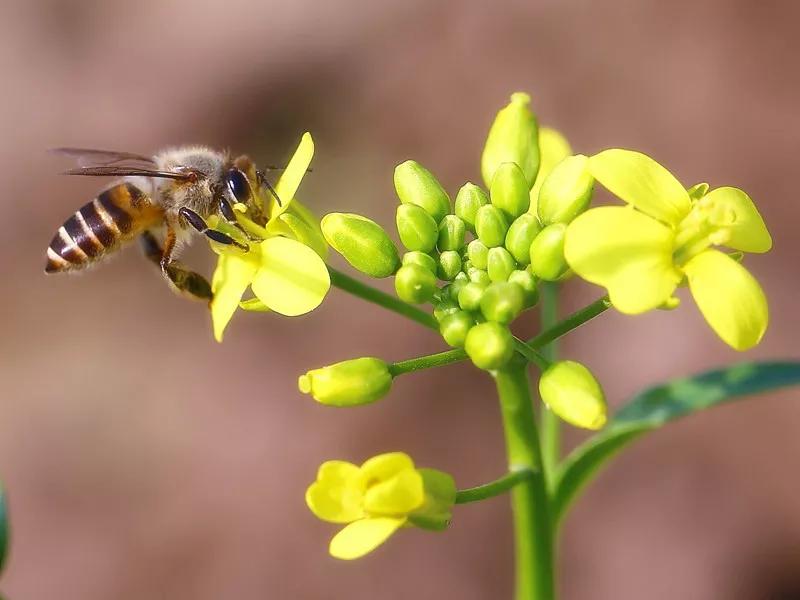 蜜蜂采蜜的美图片,蜜蜂采蜜风景高清图片大全