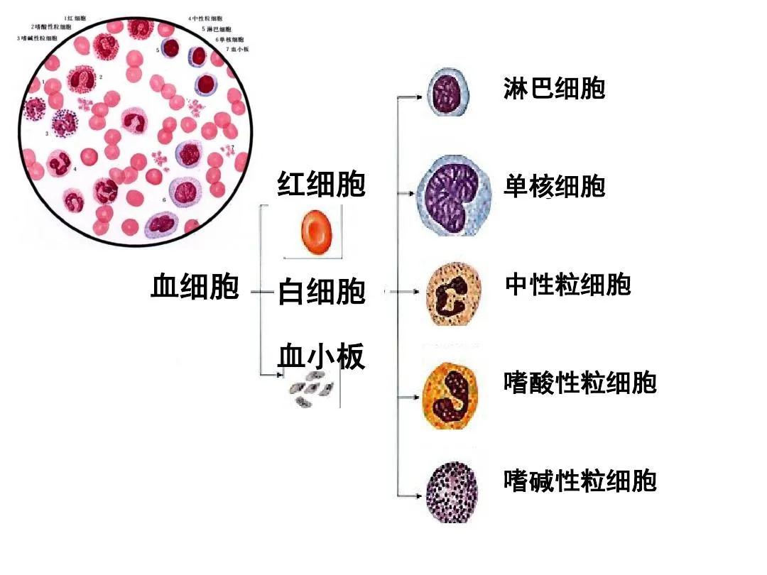 我们为啥不能摆脱虱子,寄生虫到底可不可怕
