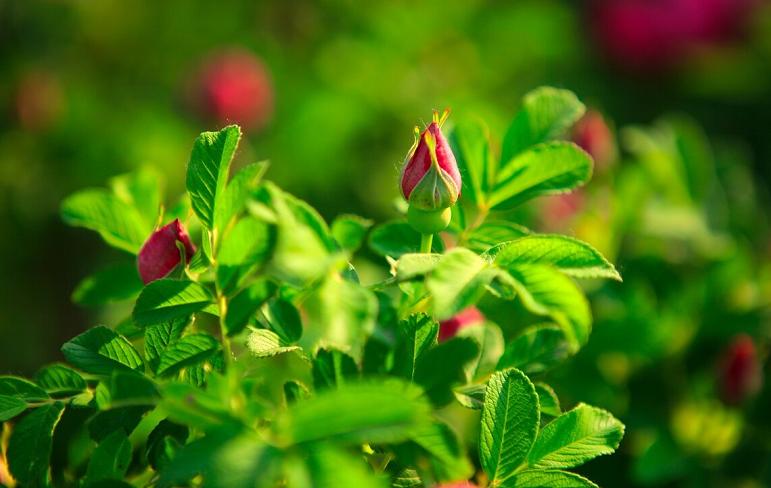 清燥润肺茶,冬季喝什么茶润燥去火
