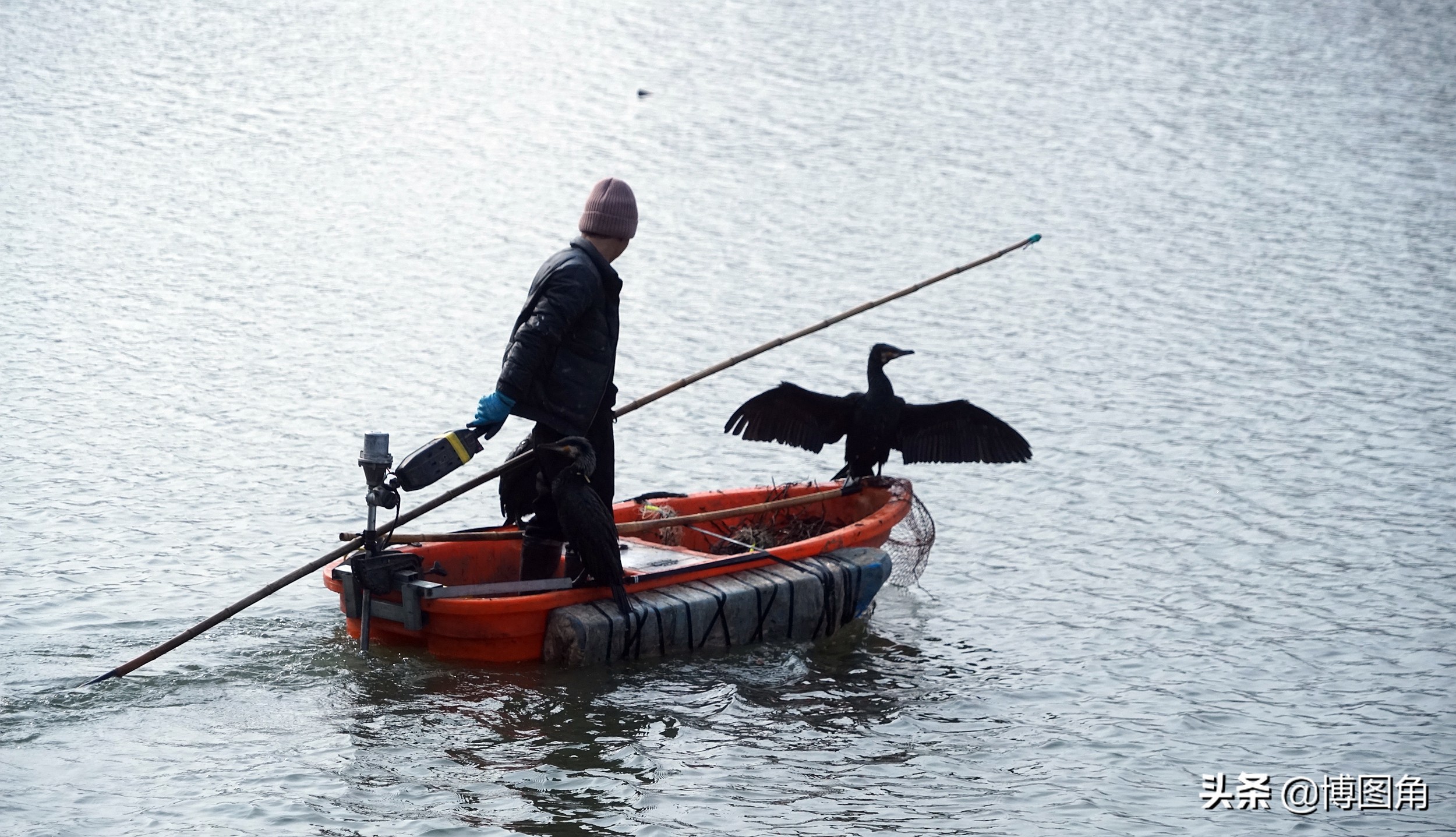 鸬鹚捕鱼渔民生活实拍精彩的瞬间,渔民与鸬鹚捕鱼图片