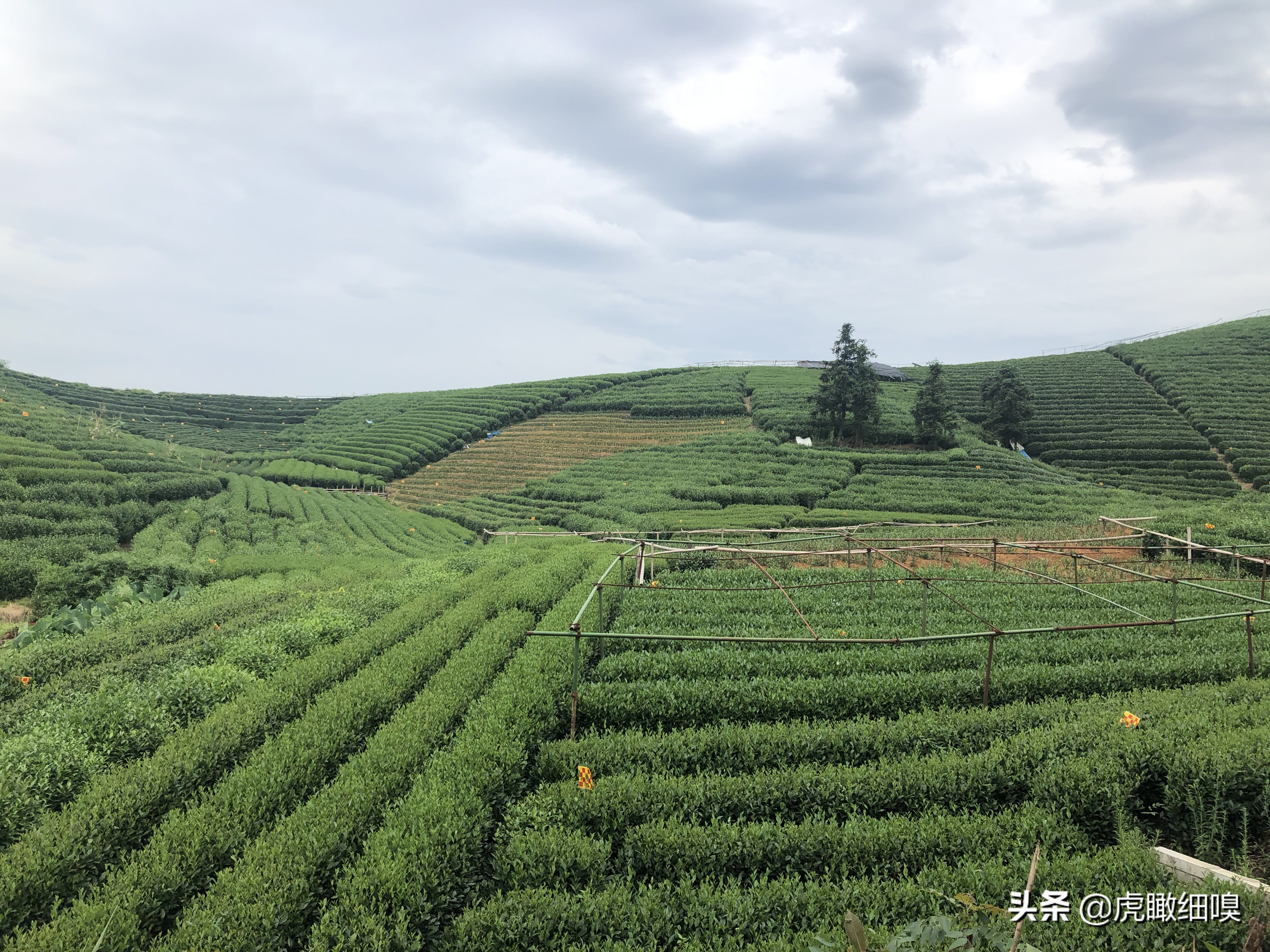 杭州十处产茶、喝茶、休闲好去处，你去过几处？