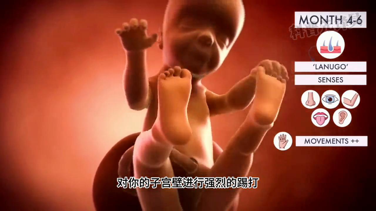 一个视频看完怀孕的整个过程#胎儿