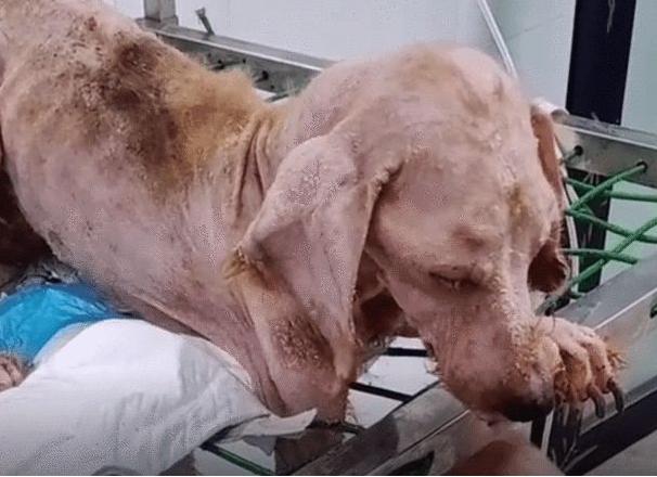 为什么说宠物狗流浪，等于慢性自杀？看看这只泰迪犬你就知道了