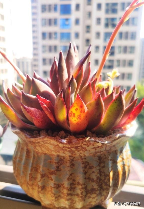 卖多肉的未必会养多肉，主播只负责售卖，管售卖，不管死活