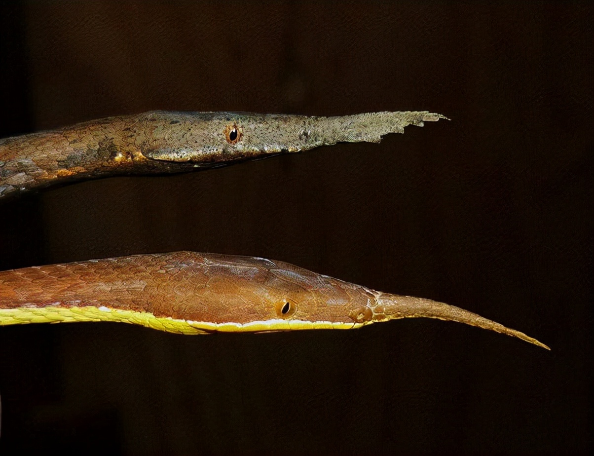 神奇的动物蛇的视频大全,神奇的动物蛇