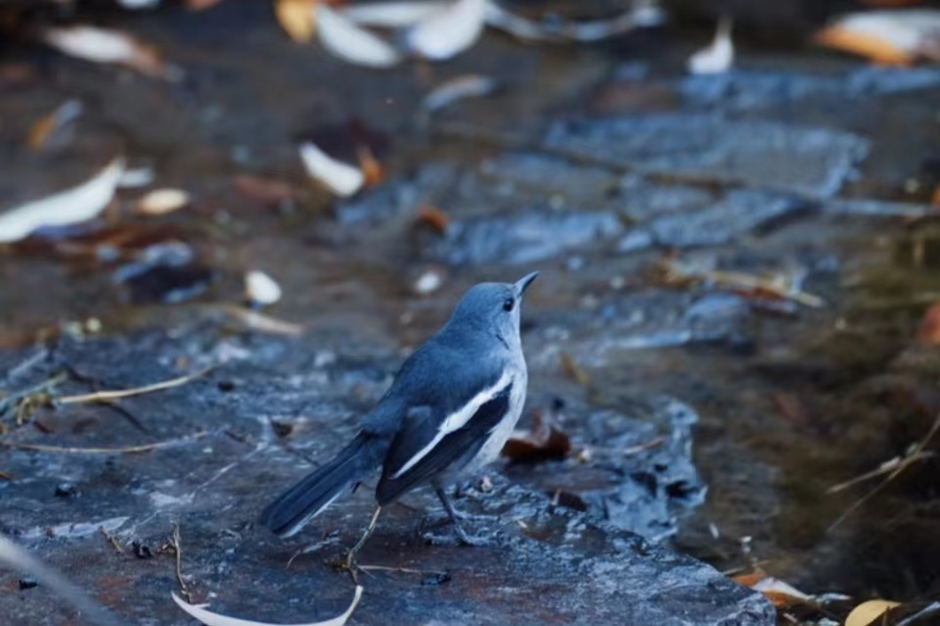 聊聊我被微商骗的经历