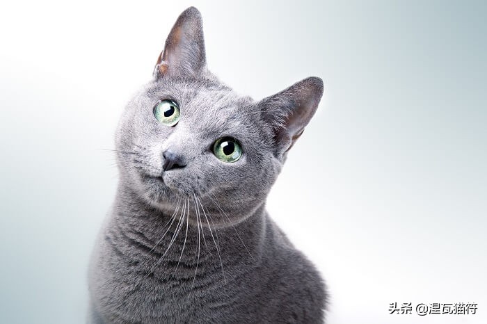 俄罗斯蓝猫法国蓝猫英国蓝猫,欧系俄罗斯蓝猫