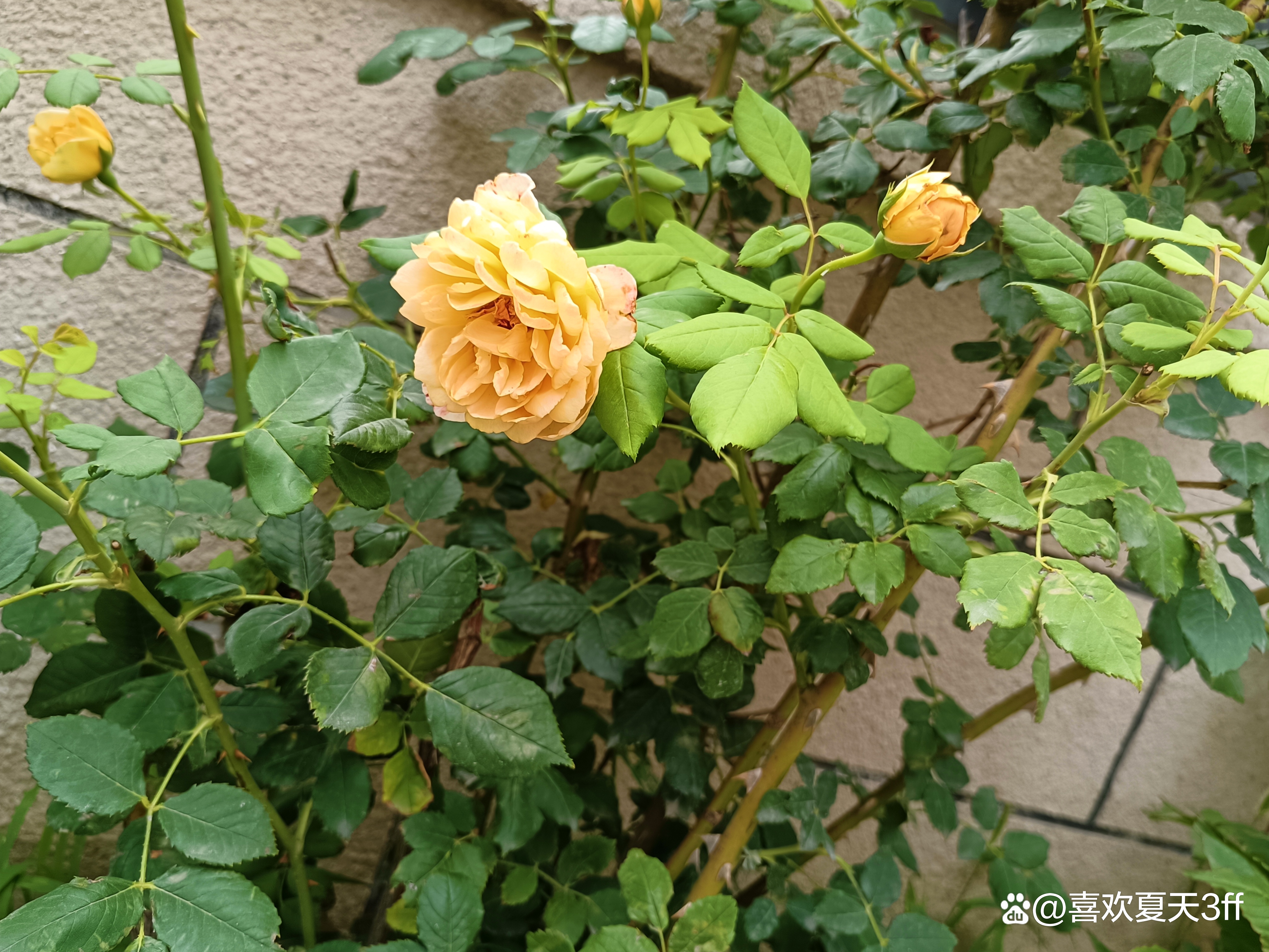 六月的鲜花绚丽多彩,七月的鲜花格外的娇艳