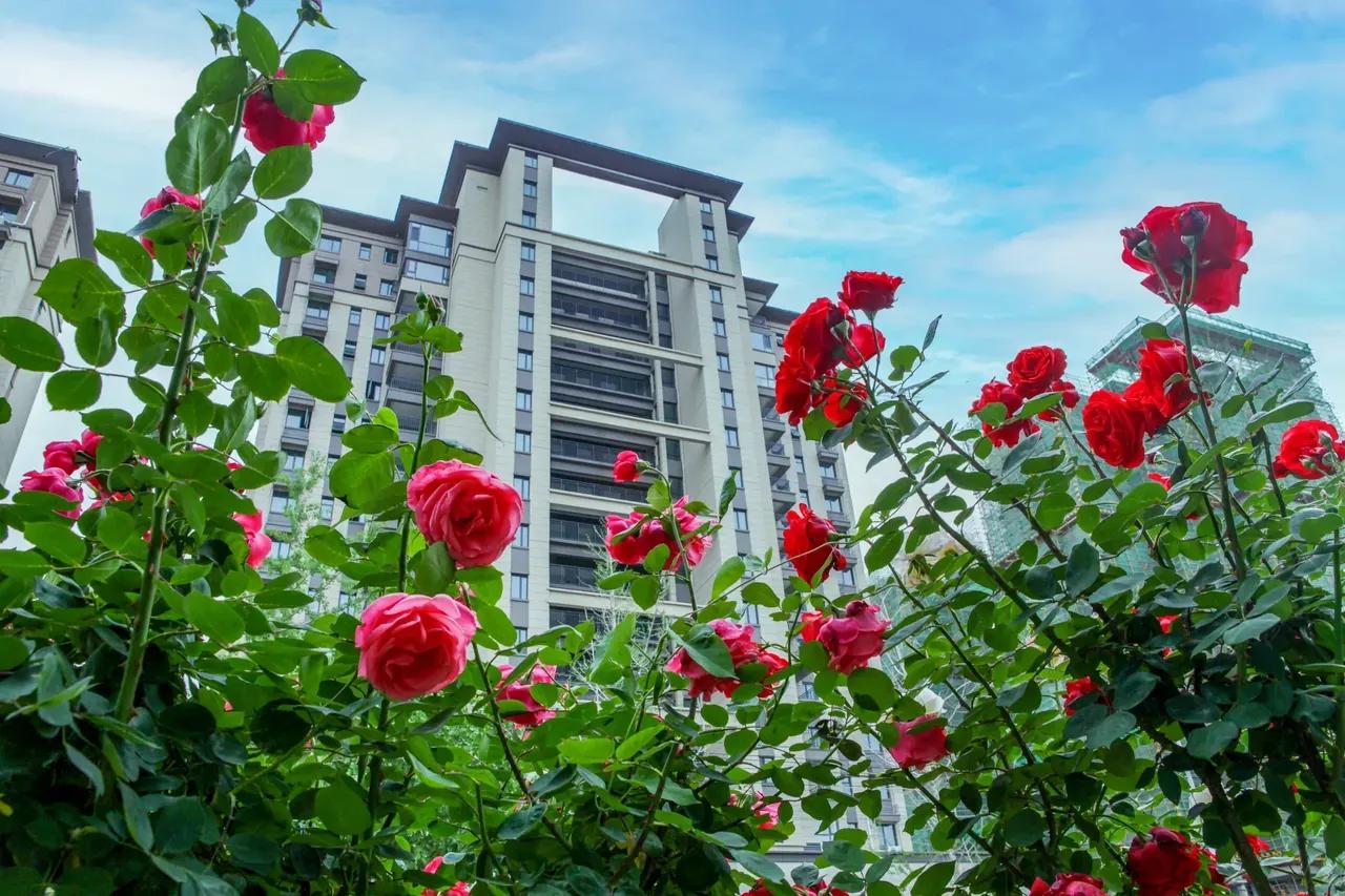 重庆国际象棋锦标赛,中国重庆国际象棋协会