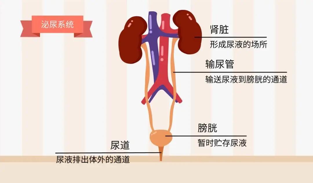 佛手是佛手柑还是佛手瓜,佛手柑是佛手瓜吗在哪里能买到