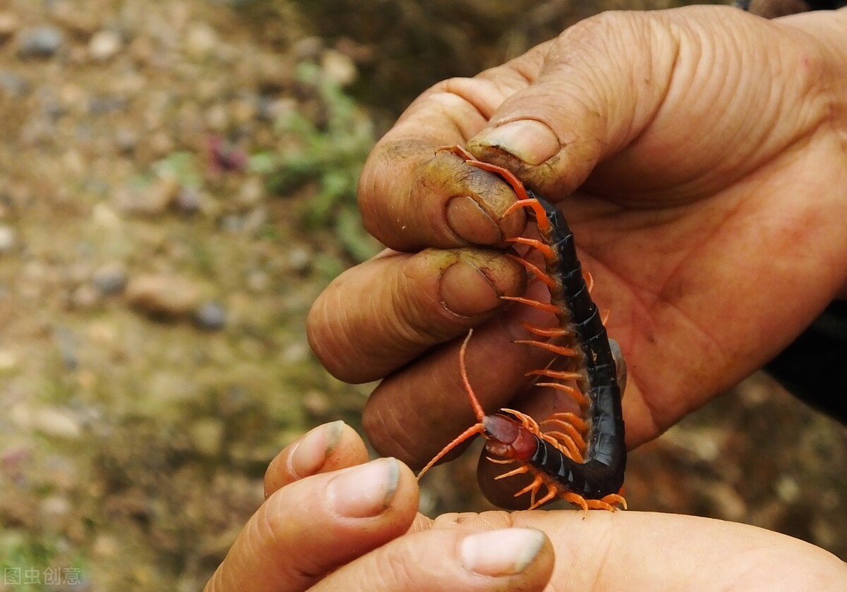 回到农村可以做什么赚钱,回农村都是做什么挣钱