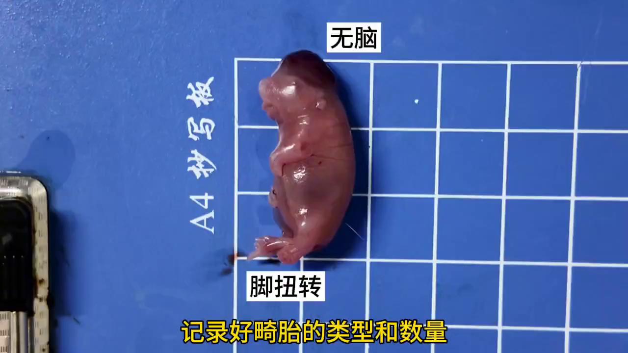 食品致畸实验，不知道会不会下架，过完年就跑路