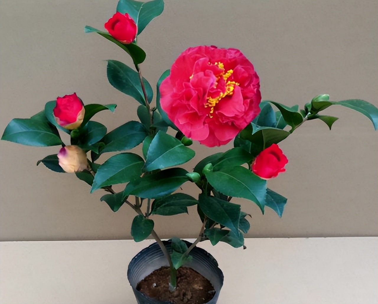 此花花色繁多有淡香味易养易成活,此花简单易养四季开花极为别致