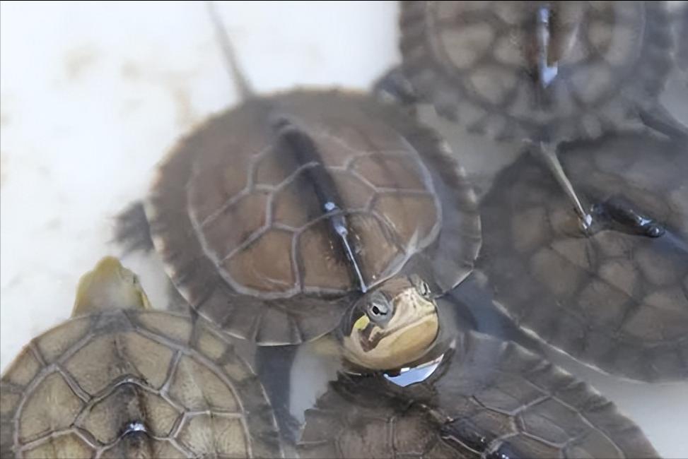 石金钱龟现时价格,这几年石金钱龟价格走势