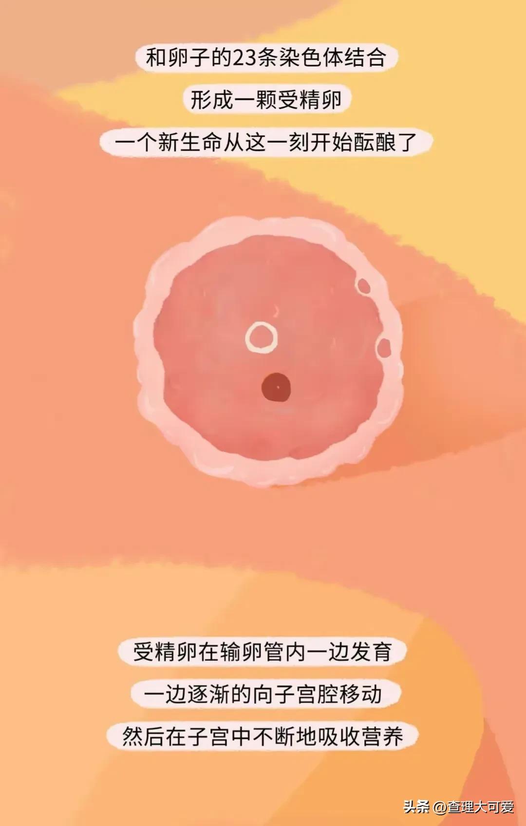 小蝌蚪找妈妈故事完整漫画,小蝌蚪漫画