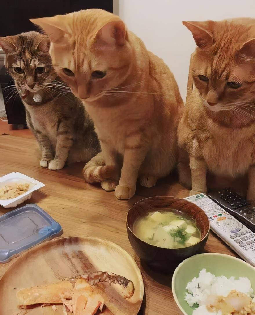 养猫之后的生活会有4点改变,养猫之后这6件事你一件也逃不掉