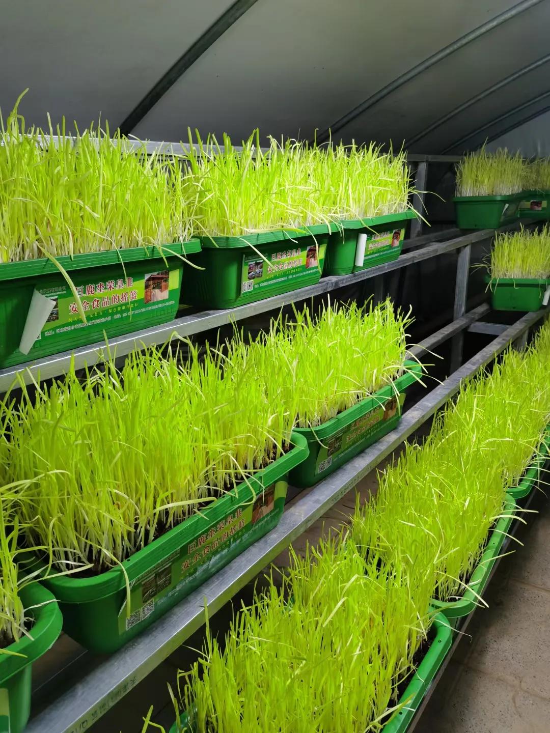 2018农村成功创业的真实案例,返乡创业有哪些创业机会