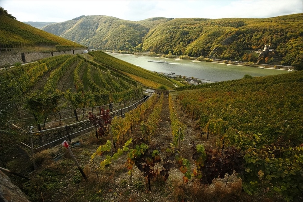 德国雷司令葡萄生产,德国雷司令葡萄