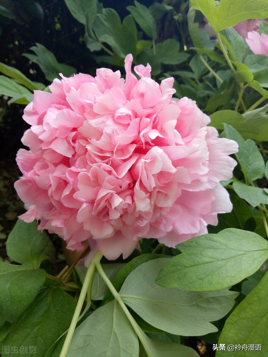 牡丹真国色花开时节动京城的意思,牡丹真国色花开时节动京城谁写的