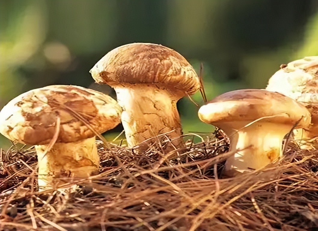 为什么大家都喜欢美食,为什么大家都喜欢动物