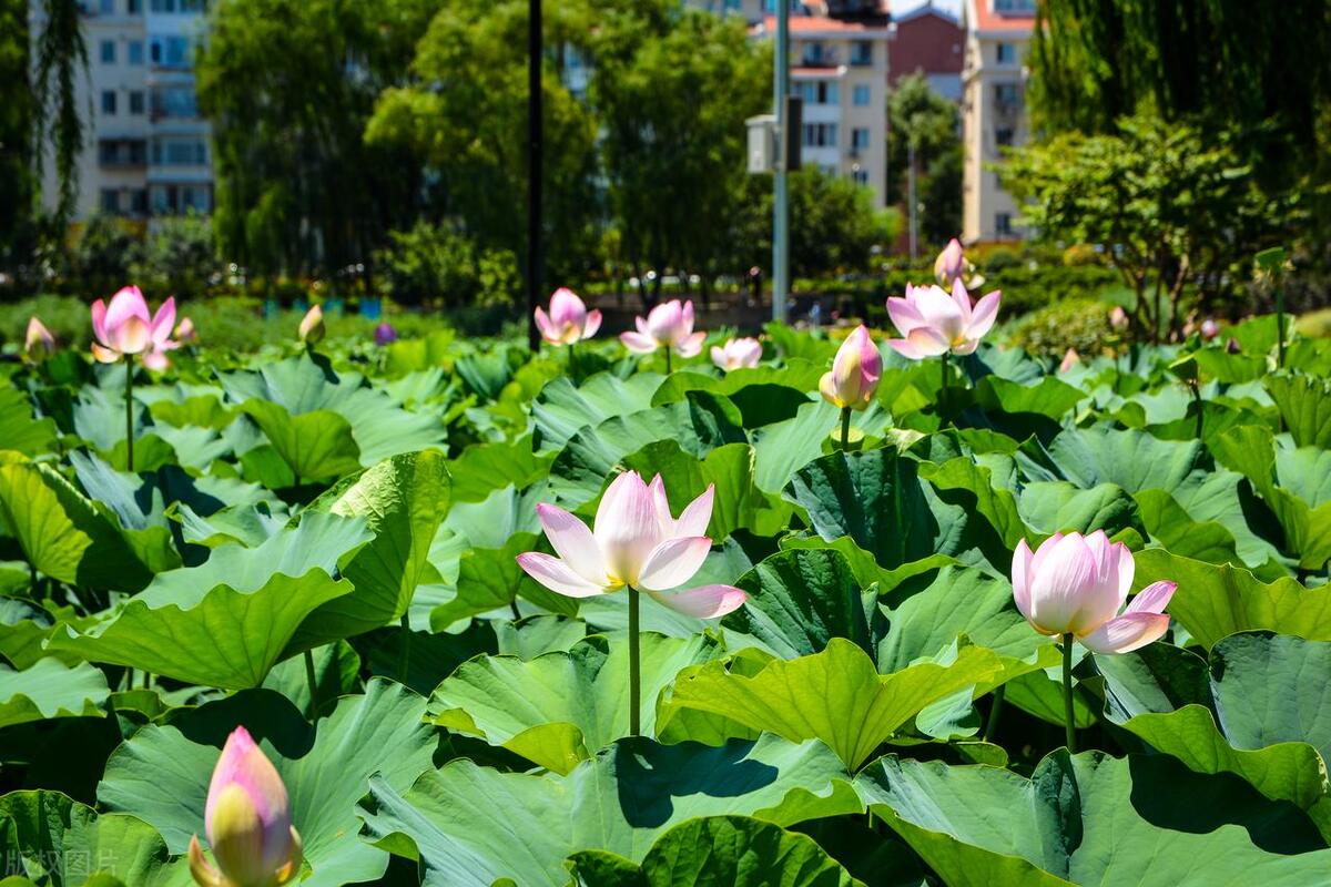 中国十大名花山茶花欣赏,世界十大名花图