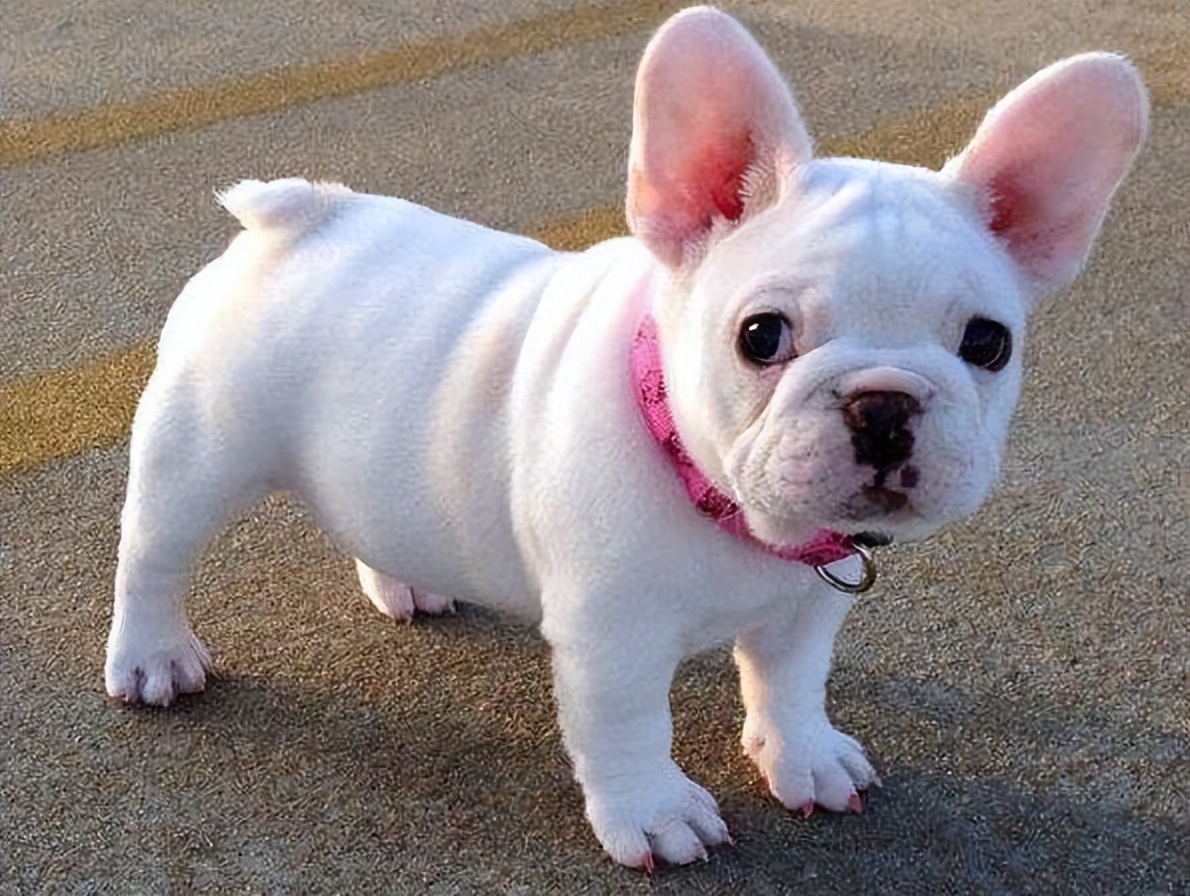 什么狗比较温顺不乱叫,哪种狗最聪明温顺可爱