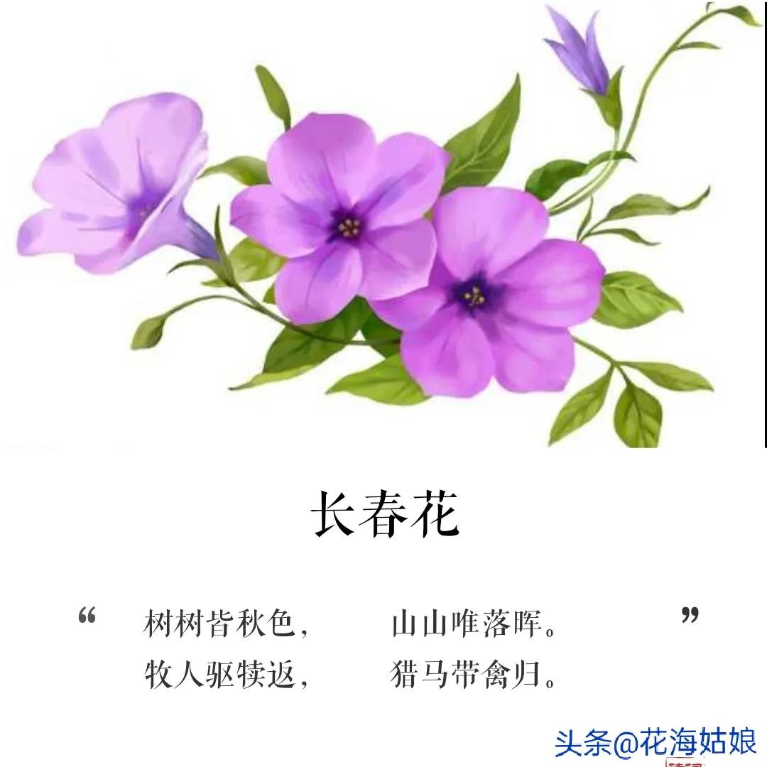 少壮不努力老大徒伤悲作者,少壮不努力老大徒伤悲意思