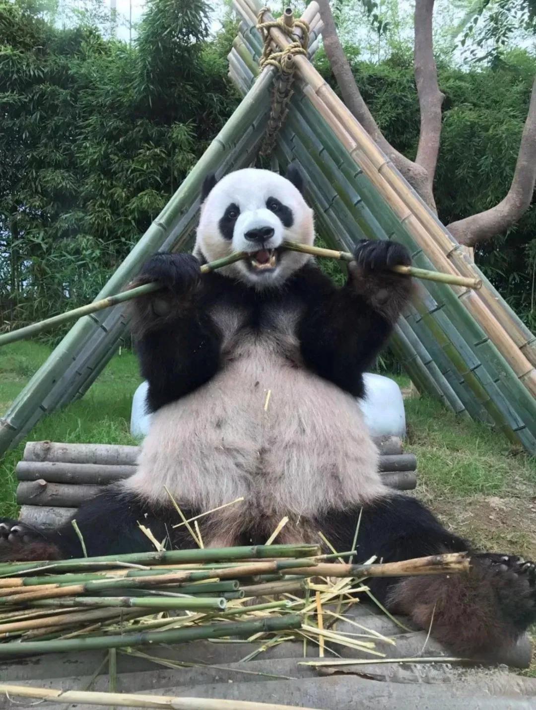 近期福宝和姜爷爷的视频,福宝回国姜爷爷和宋爷爷上热搜