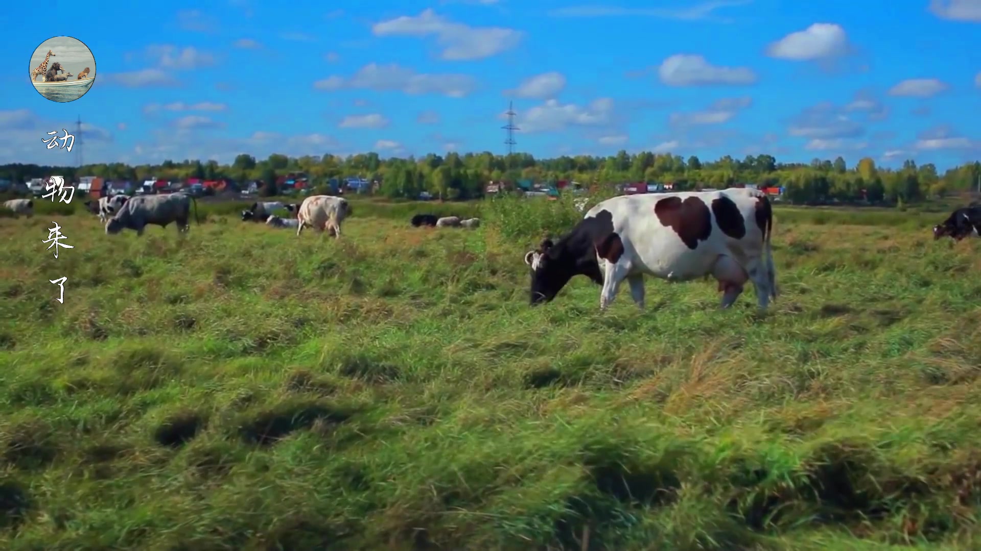 牛肉源头供应链怎样挣钱,养牛30年不赔钱的秘诀