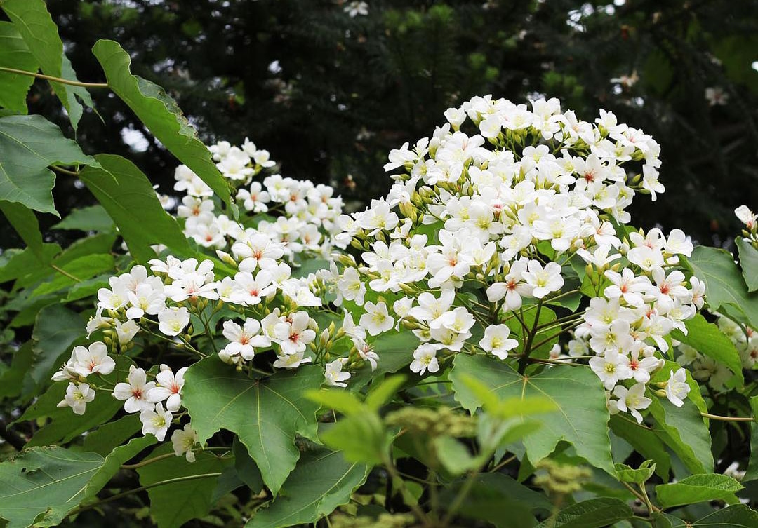 清明期间开的野花有哪些,清明节野花