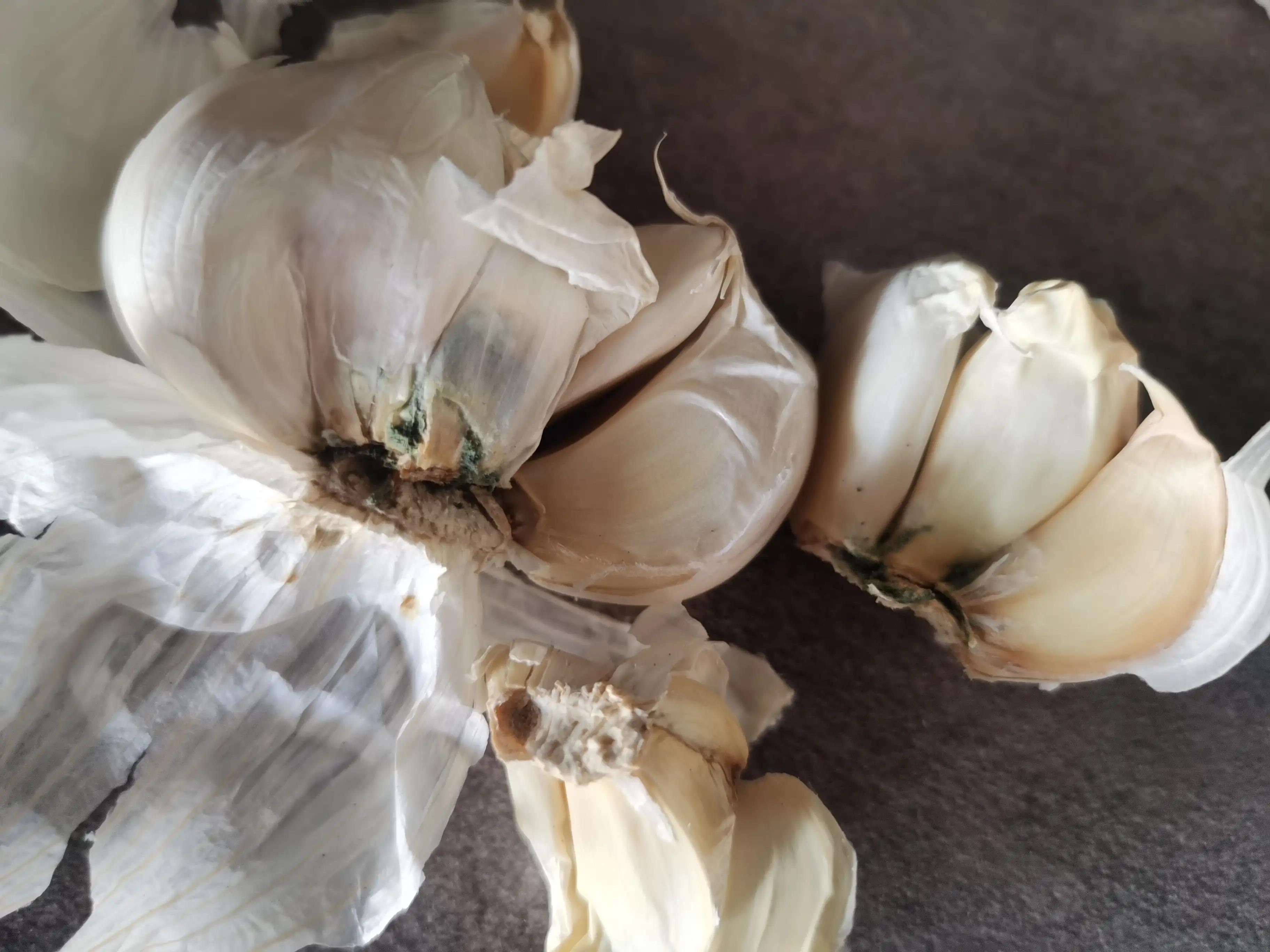 在超市买的大蒜可以买来再种植吗,超市大蒜和自己种大蒜区别