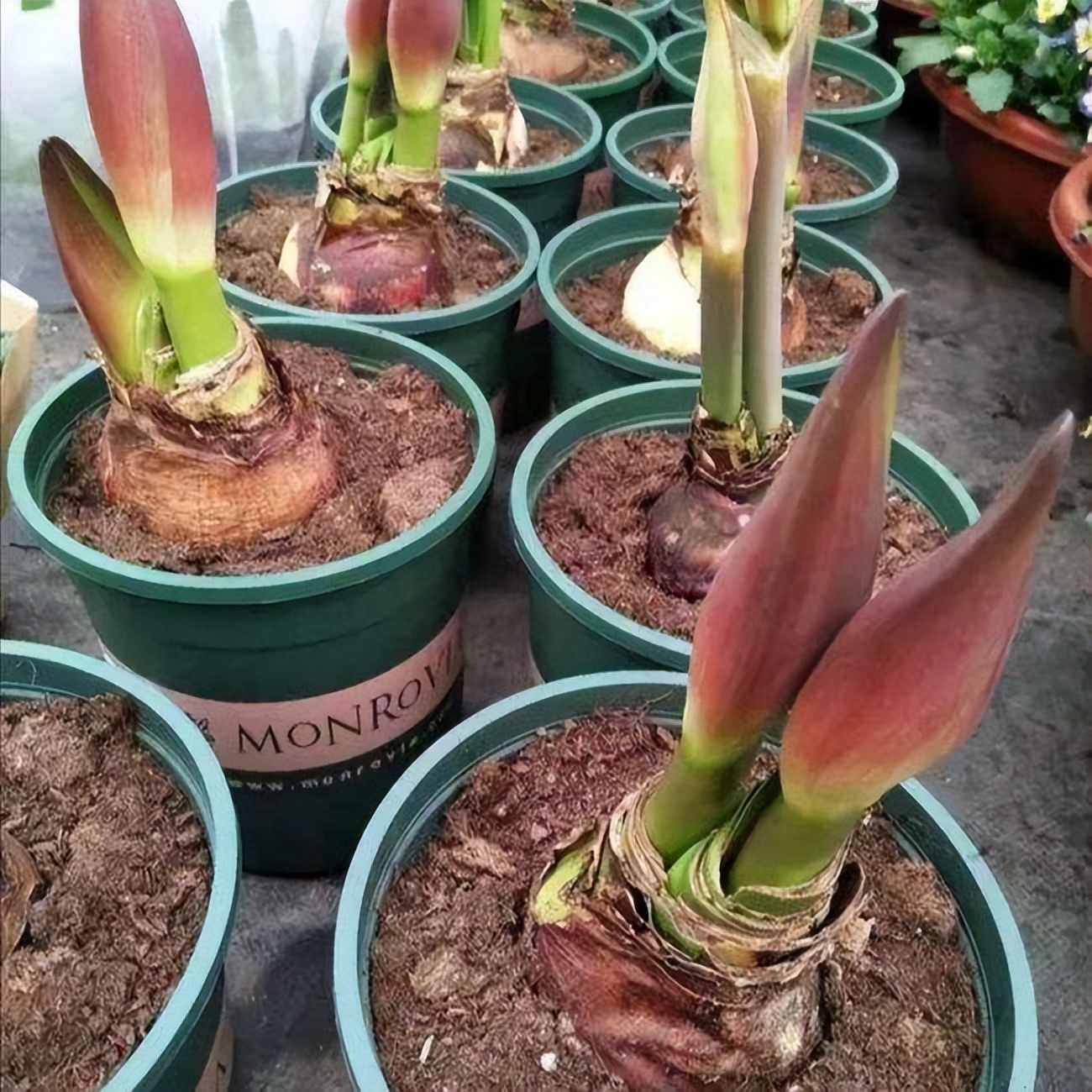 十种养不死的室内花,十种不容易生虫的花