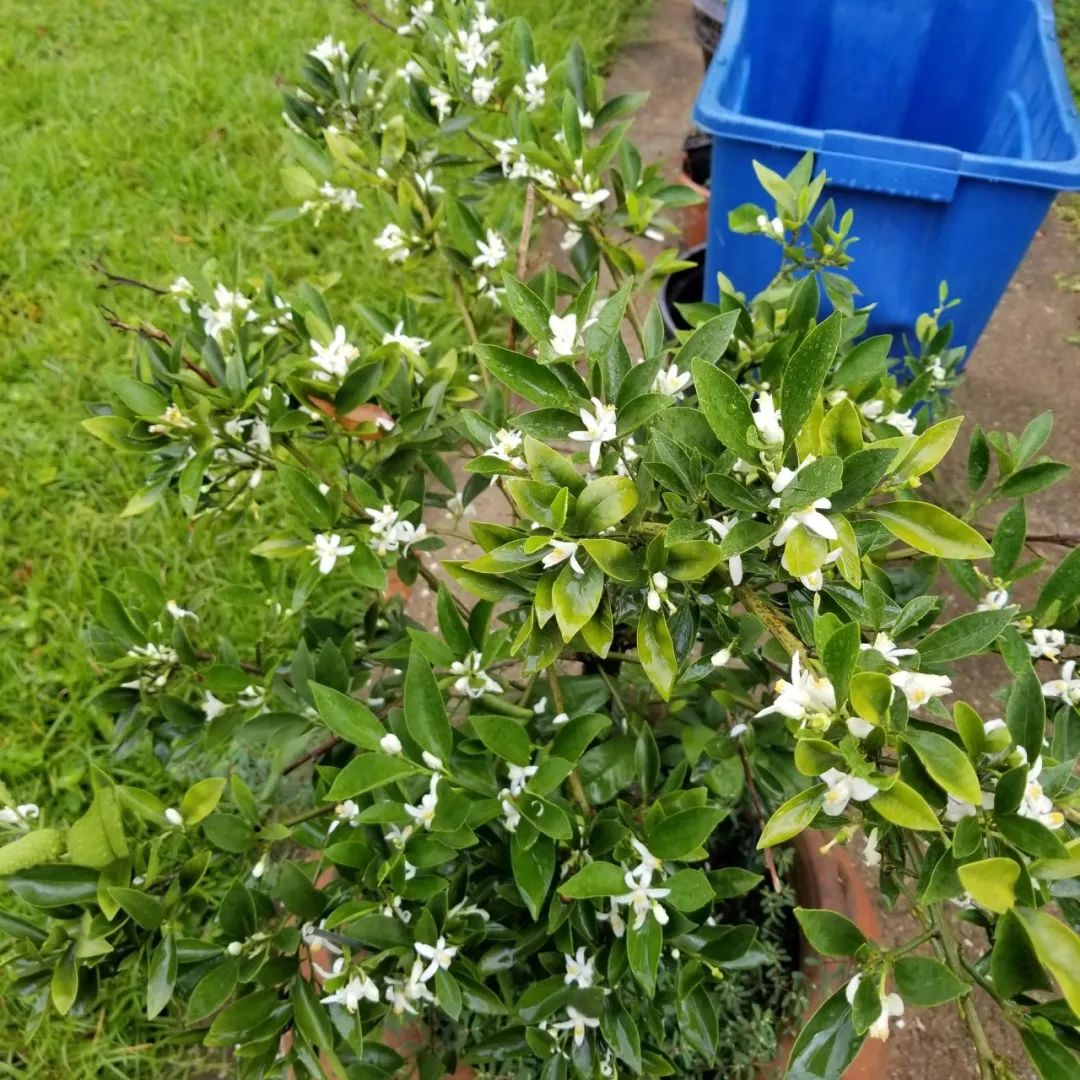 养花的土偏碱怎么改善,给花浇水怎么调酸碱性
