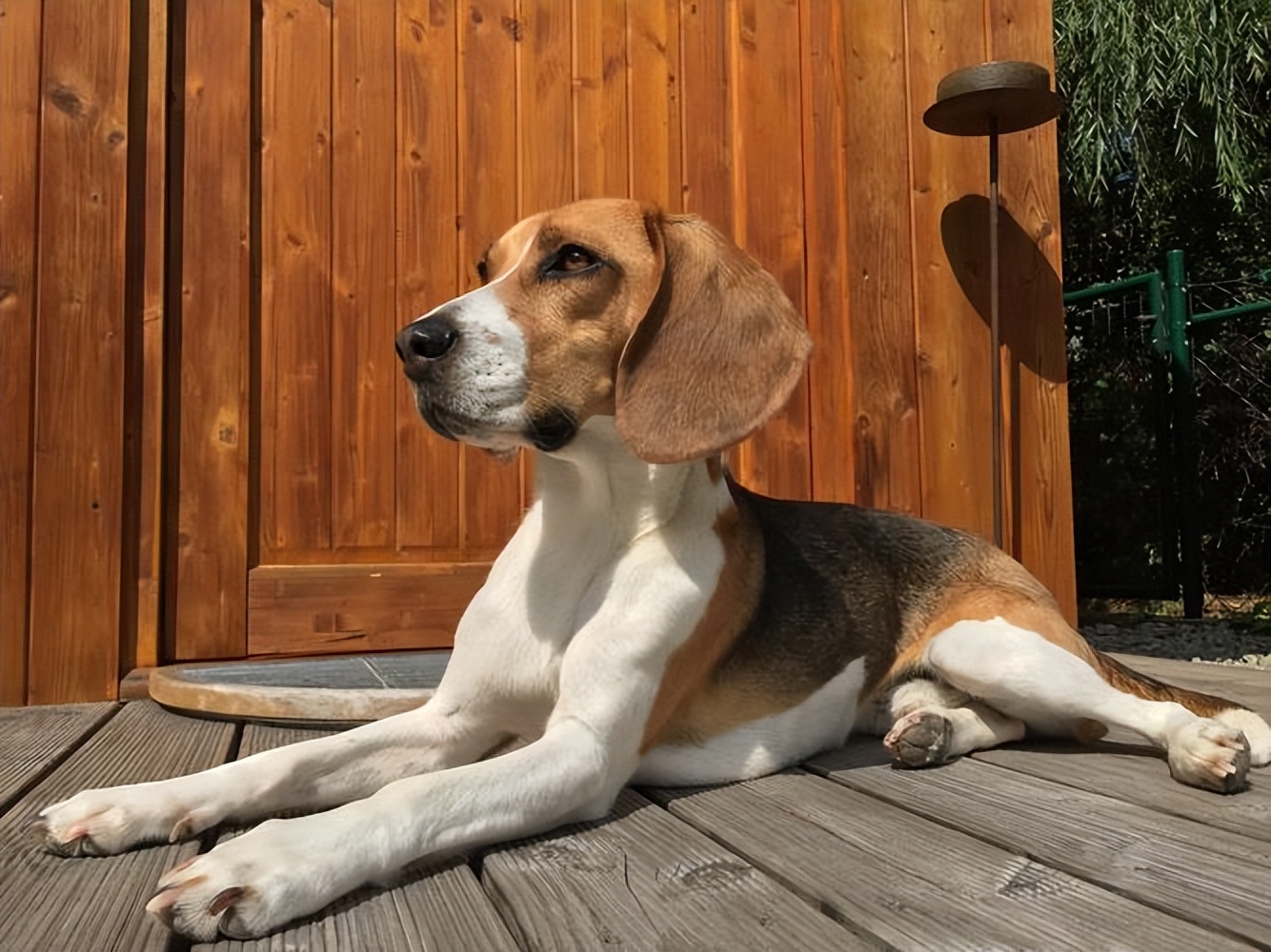 你认识多少种极具攻击性的狗,这3种狗很可怕有钱都不建议养