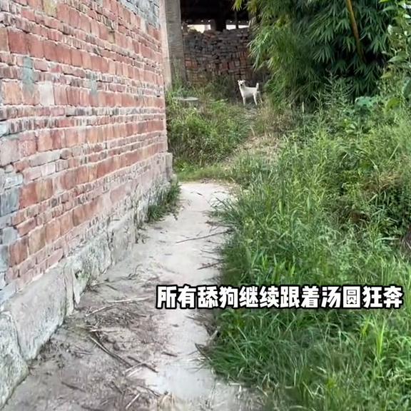 平静的小山村因为汤圆的大姨妈变得躁动……#狗狗大姨妈