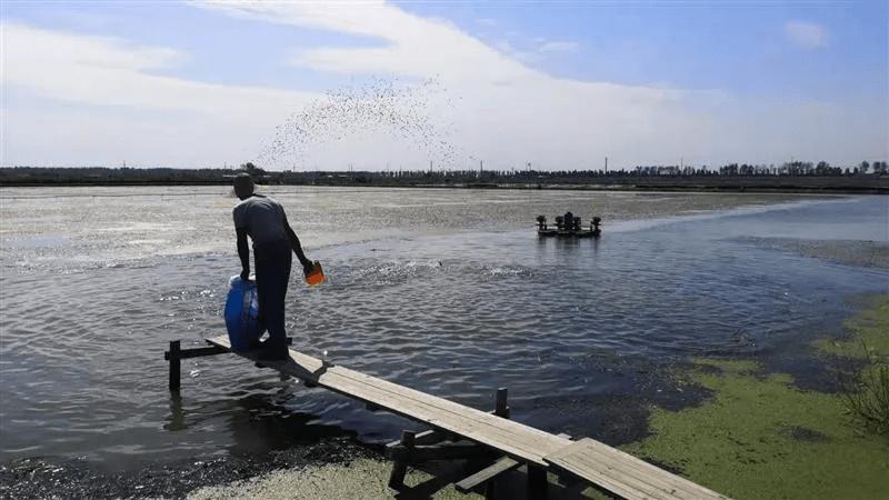 鱼吃食吞不下怎么办,鱼吃食胀胃怎么办