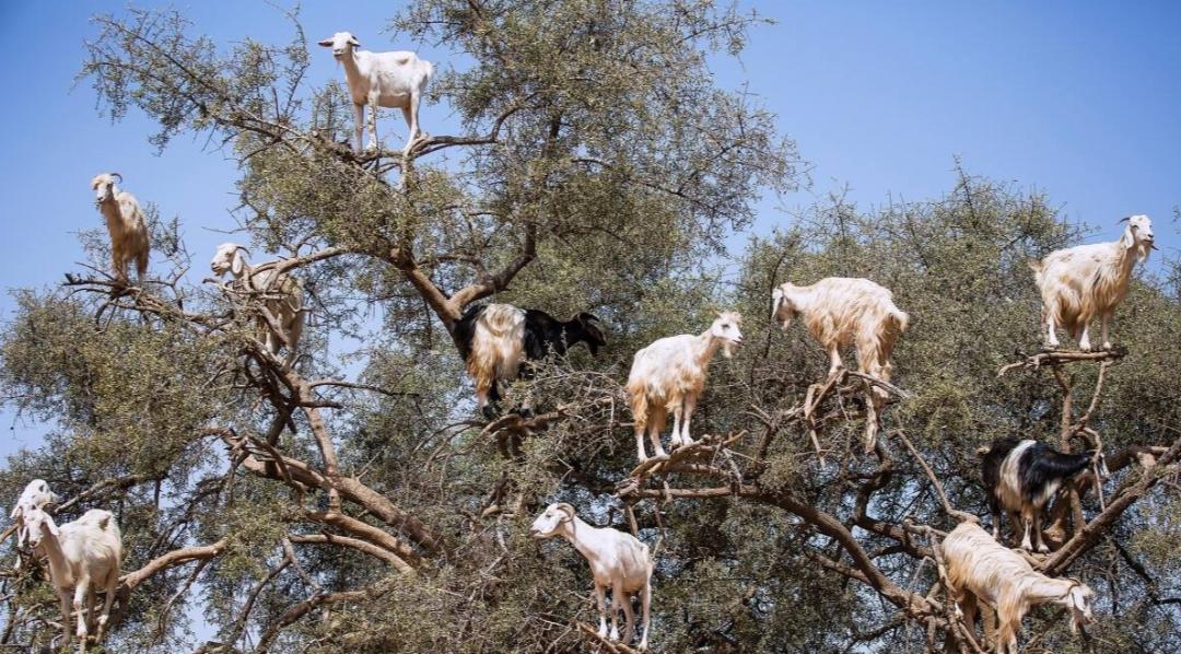 说文解字：羊，羊在古代与祥相通，吉祥之意，是祥瑞的象征